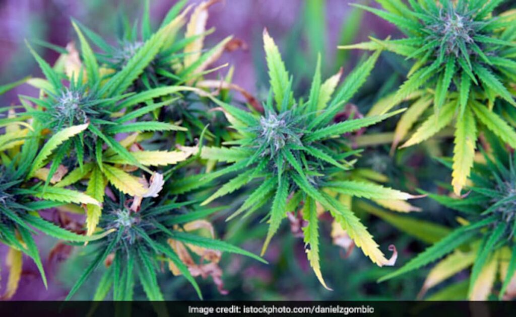 s49ci8h8 marijuana 625x300 20 April 19